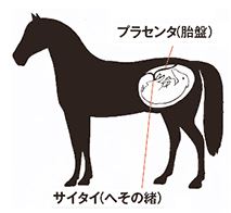 かさかさ乾燥肌の改善＆対策法！保湿効果の高い「馬プラセンタサプリ」